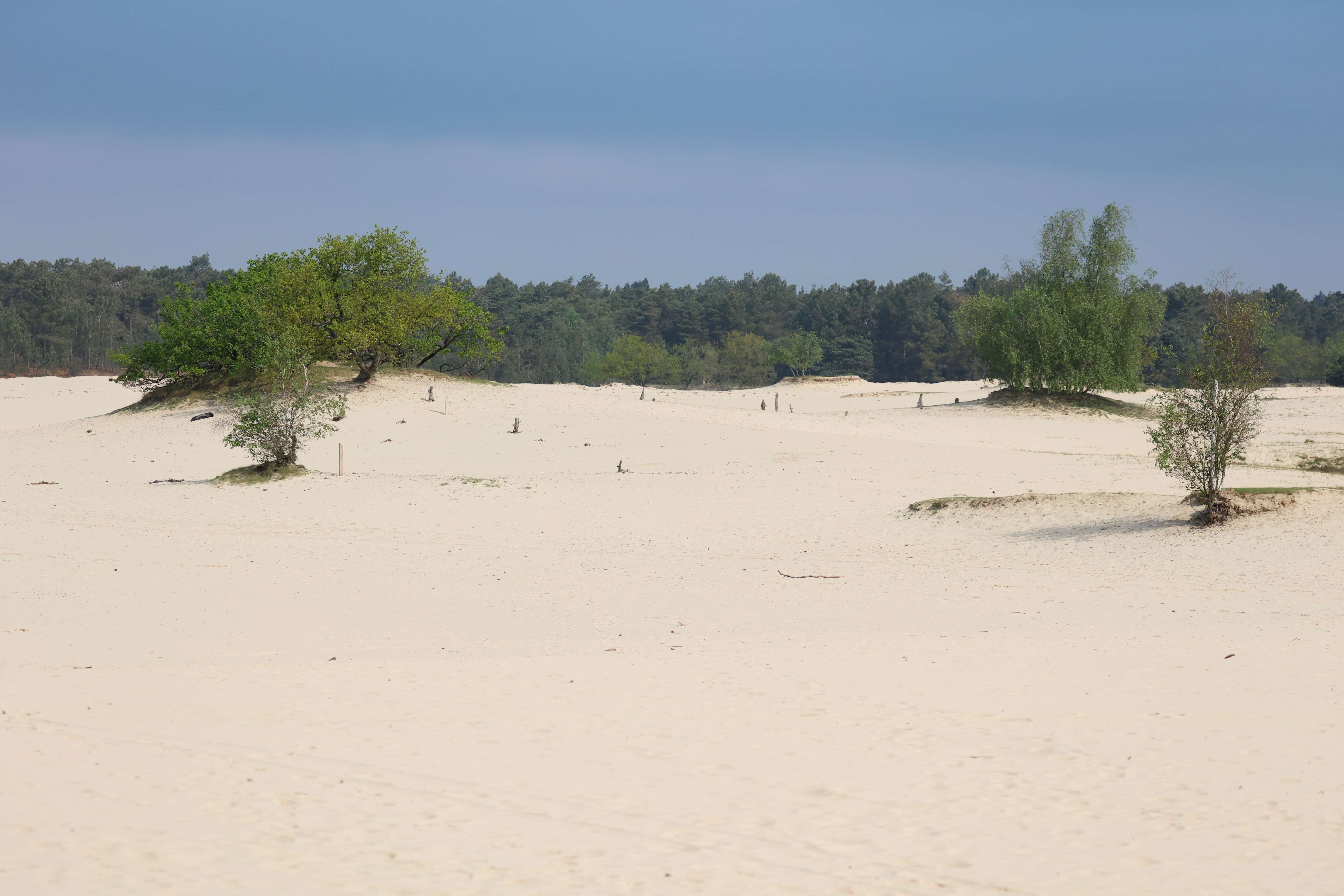 Zandverstuiving (Loonse En Drunense Duinen). Foto van Gerda van der Meer.